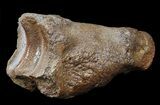 Ice Age Bison Metatarsal (Toe Bone) - North Sea Deposits #43147-1